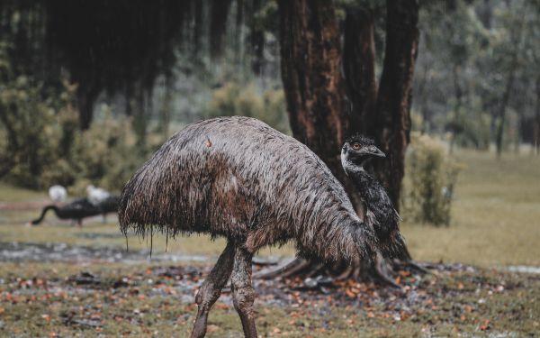 emu, beak, ostrich, wild nature Wallpaper 2560x1600