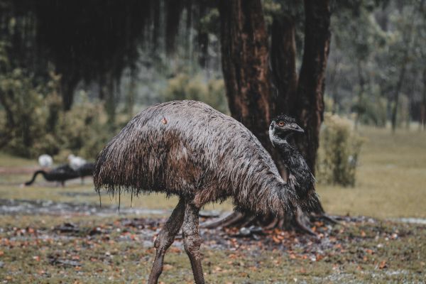 emu, beak, ostrich, wild nature Wallpaper 5184x3456