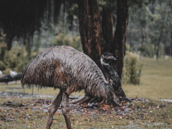 emu, beak, ostrich, wild nature Wallpaper 1024x768