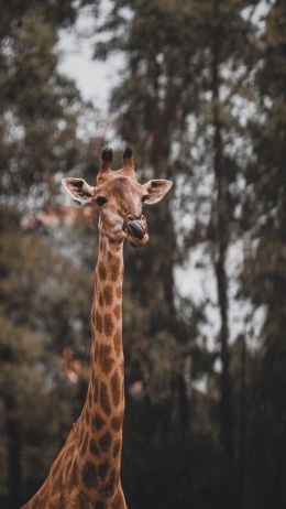 Обои 1440x2560 дикая природа, африканское животное, жираф
