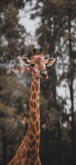 Обои 1125x2436 дикая природа, африканское животное, жираф
