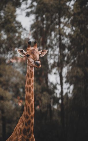 wild nature, african animal, giraffe Wallpaper 1752x2800