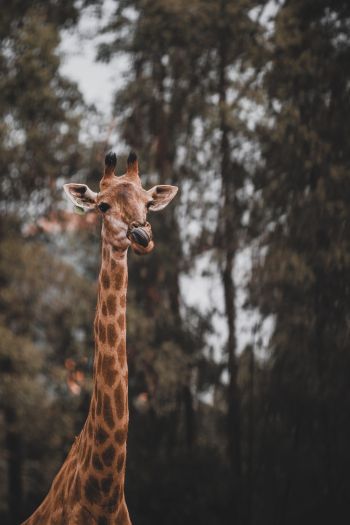 Обои 640x960 дикая природа, африканское животное, жираф