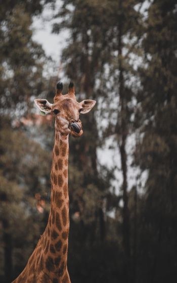 Обои 1600x2560 дикая природа, африканское животное, жираф