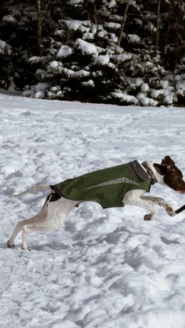 Dartmouth, Nova Scotia, Canada, dogs, fresh air Wallpaper 640x1136