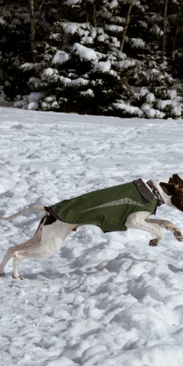 Dartmouth, Nova Scotia, Canada, dogs, fresh air Wallpaper 720x1440