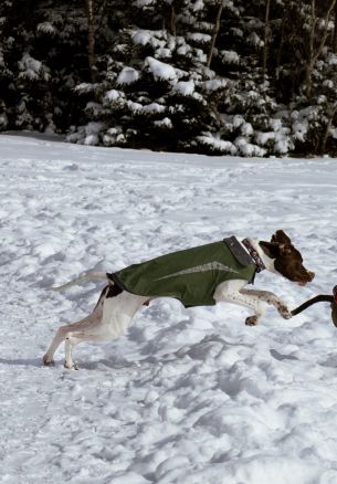 Dartmouth, Nova Scotia, Canada, dogs, fresh air Wallpaper 1640x2360