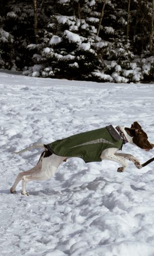 Dartmouth, Nova Scotia, Canada, dogs, fresh air Wallpaper 1200x2000