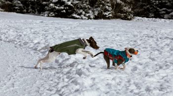 Обои 1920x1080 Дартмут, Новая Шотландия, Канада, собаки, свежий воздух