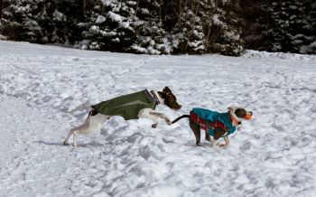 Обои 1920x1200 Дартмут, Новая Шотландия, Канада, собаки, свежий воздух