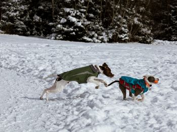 Обои 800x600 Дартмут, Новая Шотландия, Канада, собаки, свежий воздух