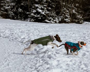 Обои 1280x1024 Дартмут, Новая Шотландия, Канада, собаки, свежий воздух