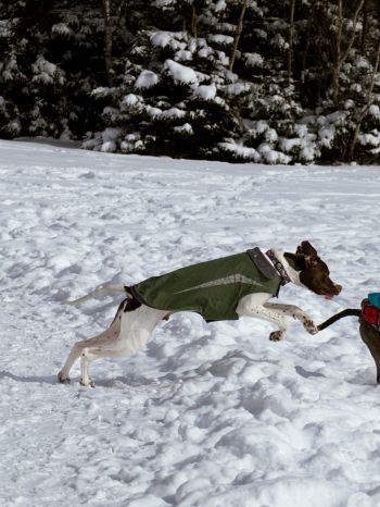Обои 1620x2160 Дартмут, Новая Шотландия, Канада, собаки, свежий воздух