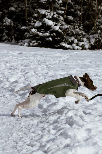 Обои 640x960 Дартмут, Новая Шотландия, Канада, собаки, свежий воздух