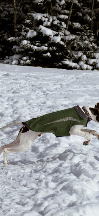 Dartmouth, Nova Scotia, Canada, dogs, fresh air Wallpaper 828x1792