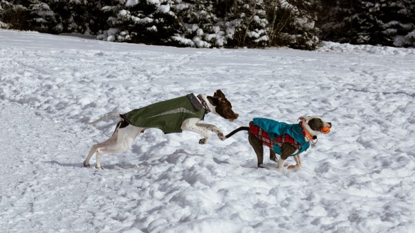 Обои 1600x900 Дартмут, Новая Шотландия, Канада, собаки, свежий воздух