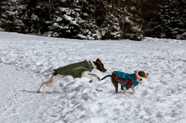 Обои 4613x3075 Дартмут, Новая Шотландия, Канада, собаки, свежий воздух