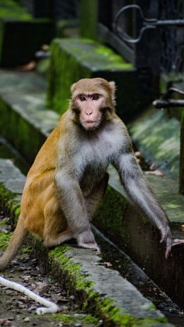 monkey face, animal, wild nature, baboon Wallpaper 640x1136