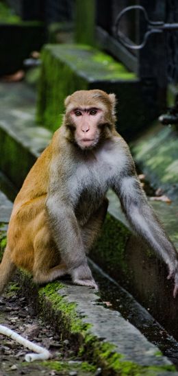 monkey face, animal, wild nature, baboon Wallpaper 1080x2280
