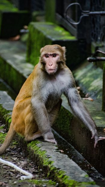 Обои 640x1136 лицо обезьяны, животное, дикая природа, бабуин