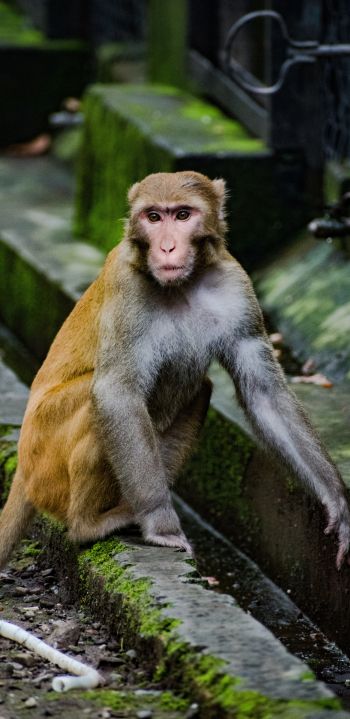 monkey face, animal, wild nature, baboon Wallpaper 1440x2960
