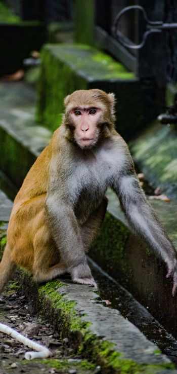 Обои 1440x3040 лицо обезьяны, животное, дикая природа, бабуин