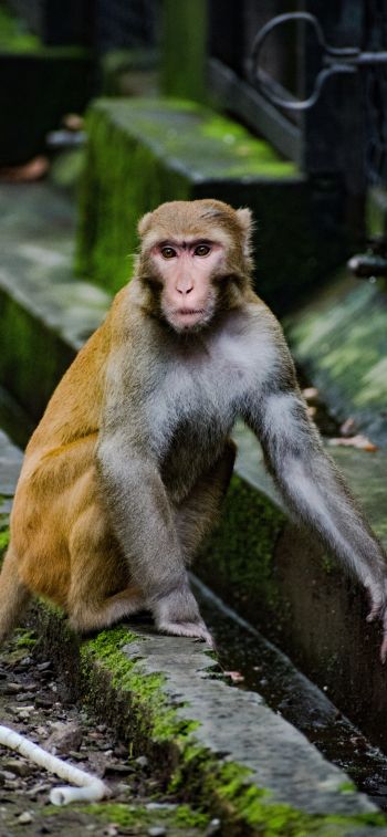 Обои 1125x2436 лицо обезьяны, животное, дикая природа, бабуин