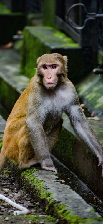 monkey face, animal, wild nature, baboon Wallpaper 1080x2340