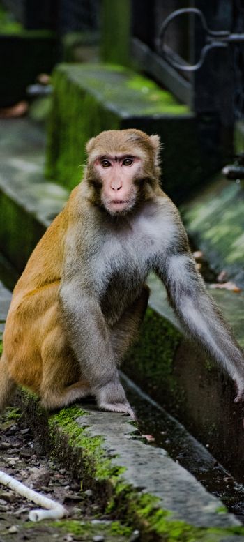 monkey face, animal, wild nature, baboon Wallpaper 1440x3200