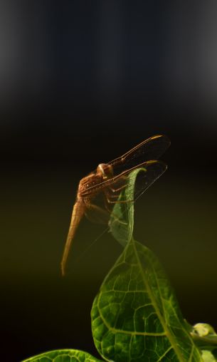 insect, butterfly, dragonfly Wallpaper 1200x2000