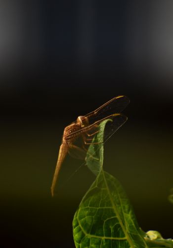 insect, butterfly, dragonfly Wallpaper 1668x2388