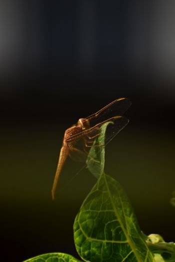 insect, butterfly, dragonfly Wallpaper 640x960