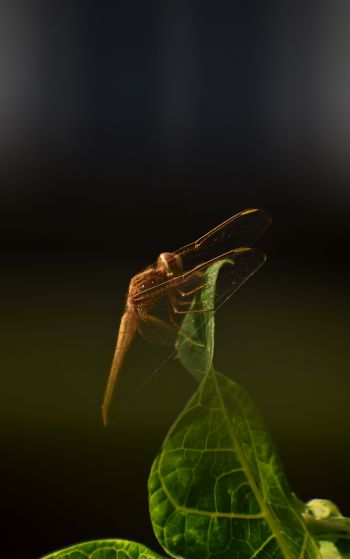 insect, butterfly, dragonfly Wallpaper 1752x2800