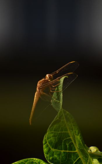 insect, butterfly, dragonfly Wallpaper 1200x1920