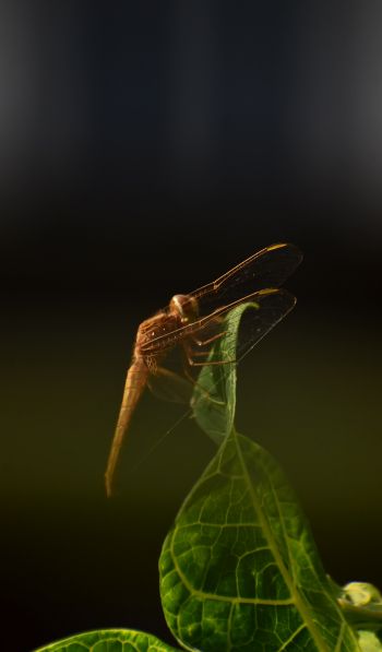 insect, butterfly, dragonfly Wallpaper 600x1024