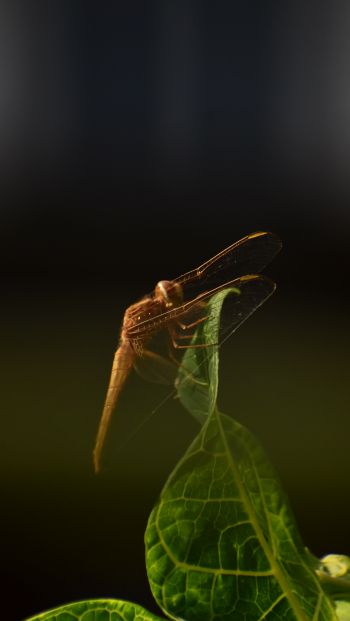 insect, butterfly, dragonfly Wallpaper 640x1136