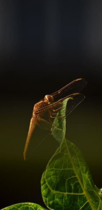 insect, butterfly, dragonfly Wallpaper 1080x2220