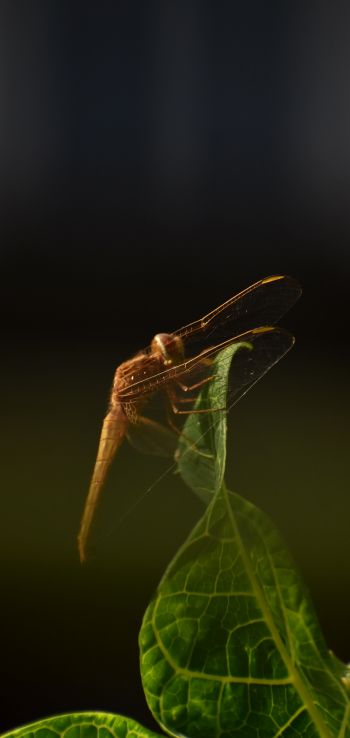 insect, butterfly, dragonfly Wallpaper 1440x3040
