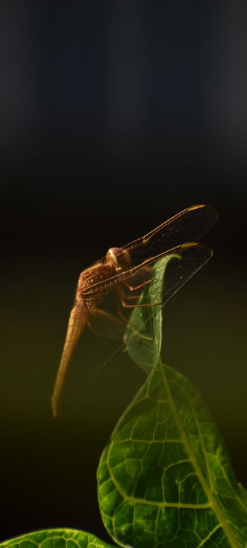 insect, butterfly, dragonfly Wallpaper 1440x3200