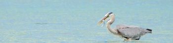 waterfowl, stork, water Wallpaper 1590x400