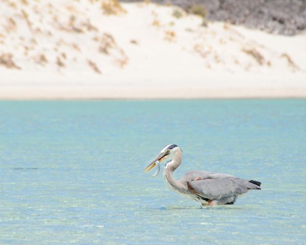 waterfowl, stork, water Wallpaper 1280x1024