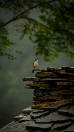 Обои 640x1136 дождливый лес, птица, камни, природа, Индия