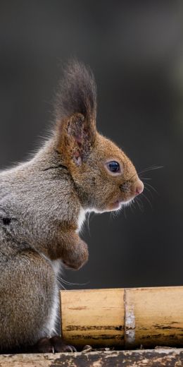 Japan, rodent, squirrel Wallpaper 720x1440