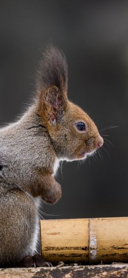 Japan, rodent, squirrel Wallpaper 1080x2340