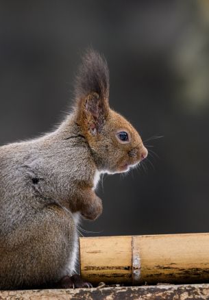 Japan, rodent, squirrel Wallpaper 1640x2360