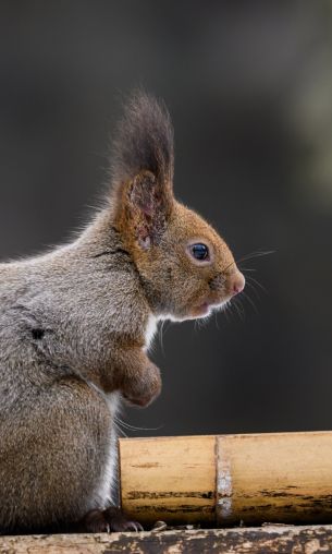 Japan, rodent, squirrel Wallpaper 1200x2000