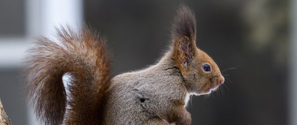 Japan, rodent, squirrel Wallpaper 2560x1080