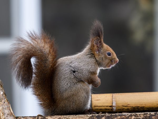 Japan, rodent, squirrel Wallpaper 1024x768