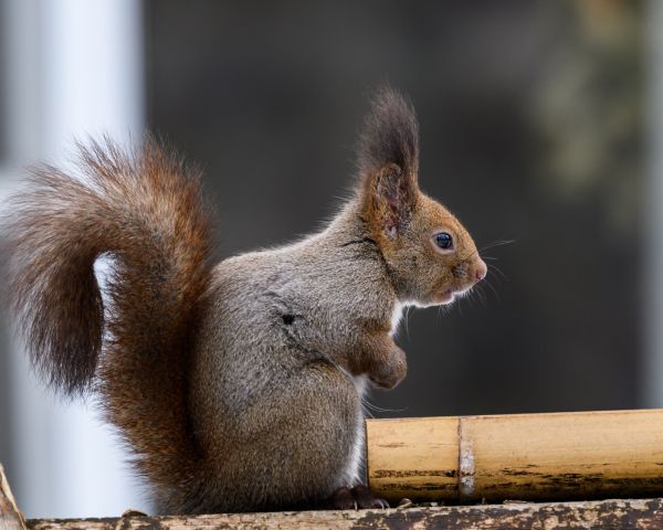 Japan, rodent, squirrel Wallpaper 1280x1024