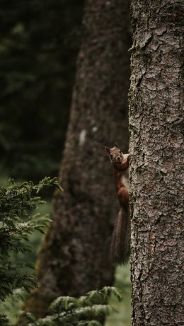 plant, tree trunk, squirrel, rodent Wallpaper 640x1136